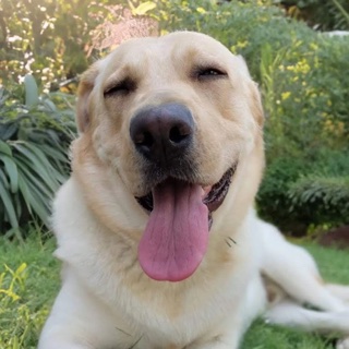 Newton, my Labrador, lying in the grass with his tongue out